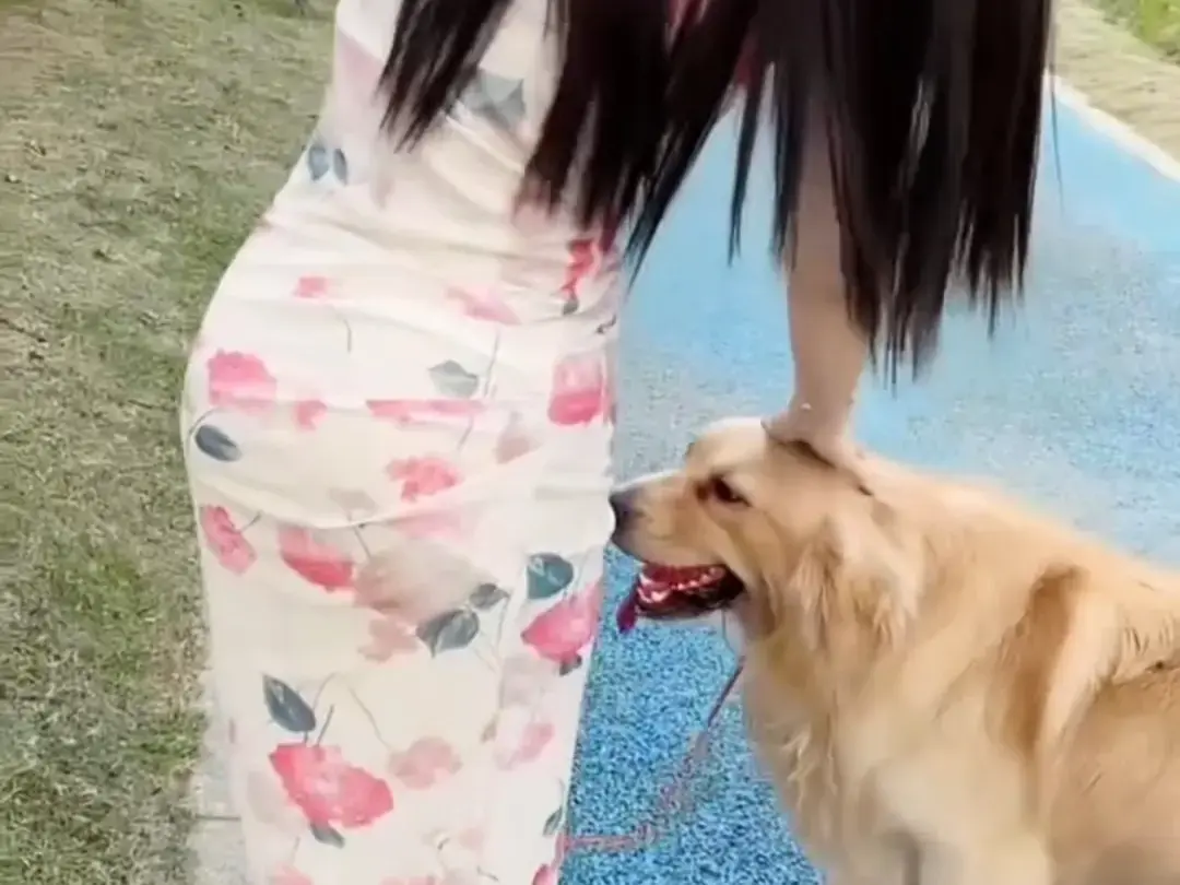 《抖音香香公主与爱犬金毛》完整版在线免费观看-科普视频网盘资源免费领取-抖音香香公主与爱犬直播回放